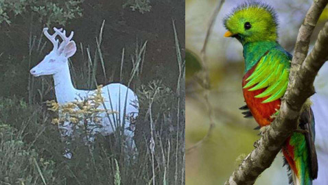 أغرب الحيوانات التي تبدو من كوكب آخر