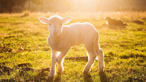 تفسير الحلم بالحمل في المنام؟