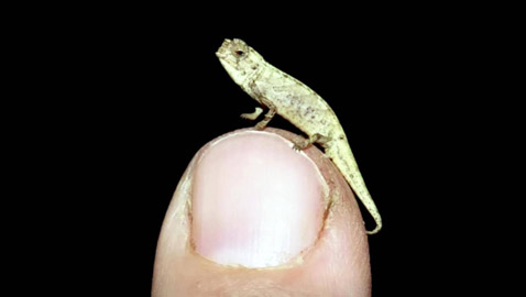 علماء: اكتشاف حرباء بحجم بذرة عباد الشمس