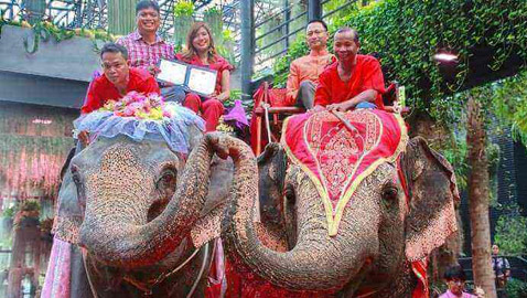 في عيد الحب.. زفاف جماعي على ظهور الأفيال