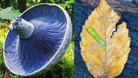 أشياء نادرة لا نراها إلا مرة واحدة في العمر