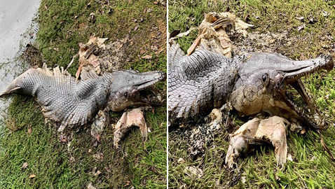 سمكة غريبة تشبه التمساح بأسنان حادة تحيّر الخبراء! صور