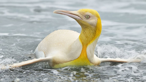 لأول مرة على الإطلاق! مصور يكتشف طائر بطريق أصفر اللون نادر