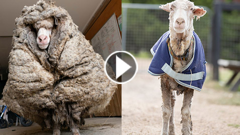 الخروف الأشعث.. قضى أعواما وهو يجرُ 