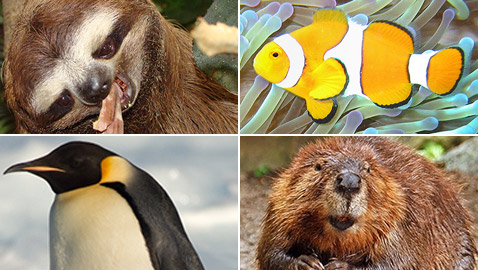 تعرفوا إلى 10 حقائق قمة في الغرابة من مملكة الحيوان