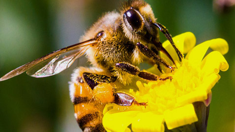 حشرات لا يجب قتلها لهذا السبب!