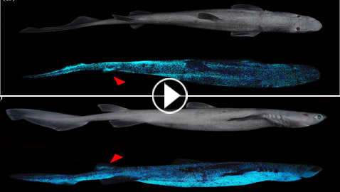بالفيديو والصور: اكتشاف أكبر حيوان متوهج عملاق في شفق المحيط