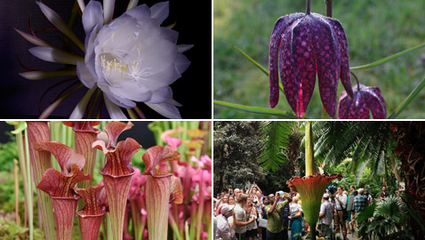 بالصور: تعرفوا إلى 4 من أغرب الزهور العجيبة في العالم