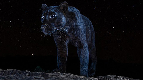 صور مذهلة لنمر أسود نادر في الظلام تحظى بانتشار واسع!