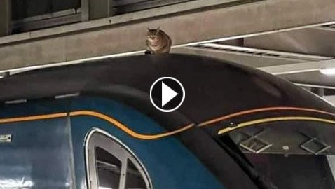 قطة عنيدة تعطل رحلة قطار سريع في لندن وعمال المحطة فشلوا بإبعادها