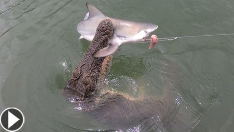 فيديو مدهش: تمساح يهاجم قرش ويصطاده بعناد من صنارة الصيد!