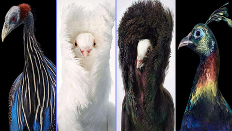 صور مدهشة: إليكم أغرب الطيور في أروع جلسات التصوير