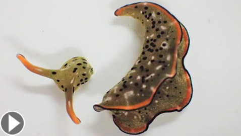 علماء يكتشفون رخويات بحرية تستطيع قطع رأسها وإعادة بناء جسم جديد!